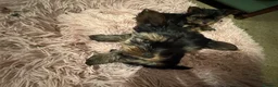 Yorkshire Terrier dogs for sale: Gorgeous Yorkshire Terrier Puppies Ready to go! 🐾 - Advert 27