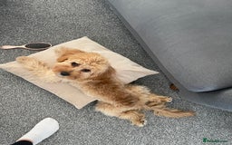 Cavapoo dogs for sale: F1 Cavapoo Male  - Image 5