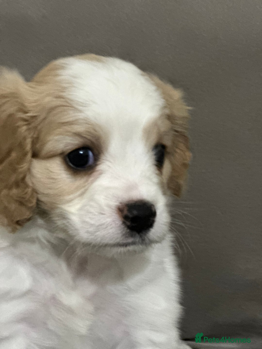Cavapoo dogs for sale: Six cavapoo puppies F2( d.o.b. 23.10.2025) - Advert 17