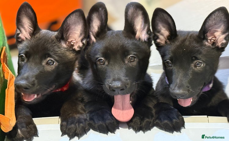 Belgian Shepherd Dog dogs - Advert 1