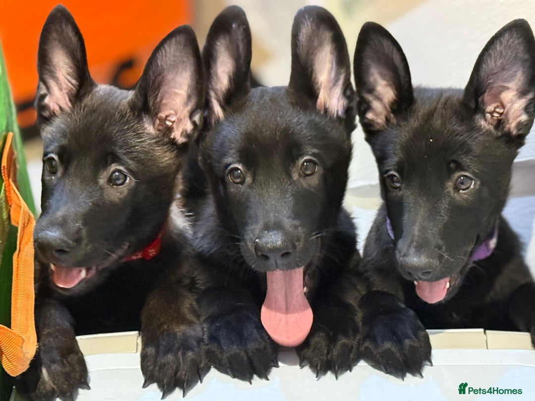 Belgian Shepherd Dog dogs for sale: 🐾 Belgian Malinois Puppies for Sale 🐾 - Image 1