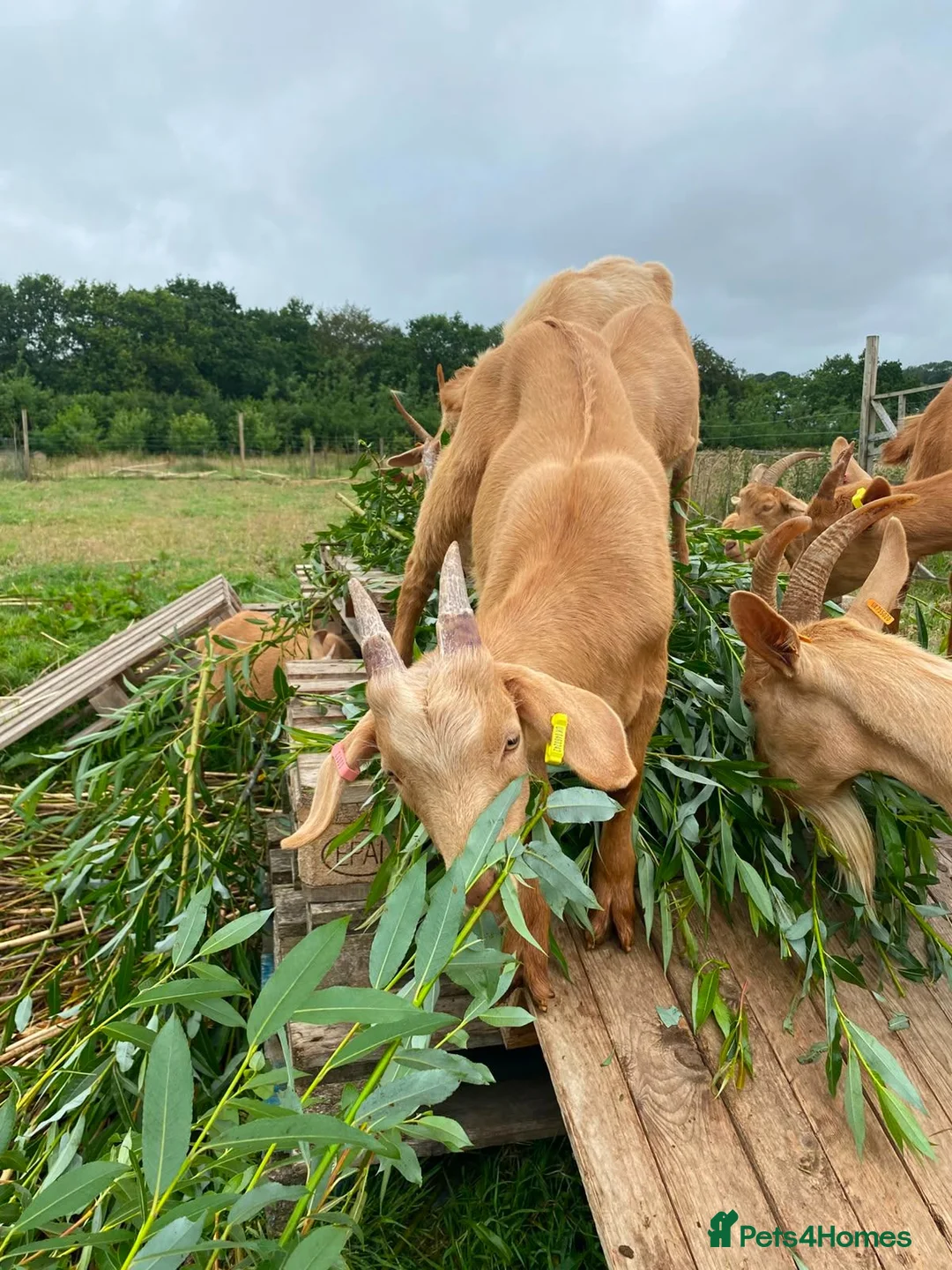 Goats livestock for sale: Royal Golden Guernsey billy kids  in Holsworthy - Advert 2