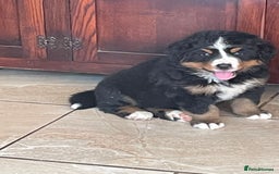 Bernese Mountain Dog dogs for sale: Beutiful girls and boys available  - Image 3