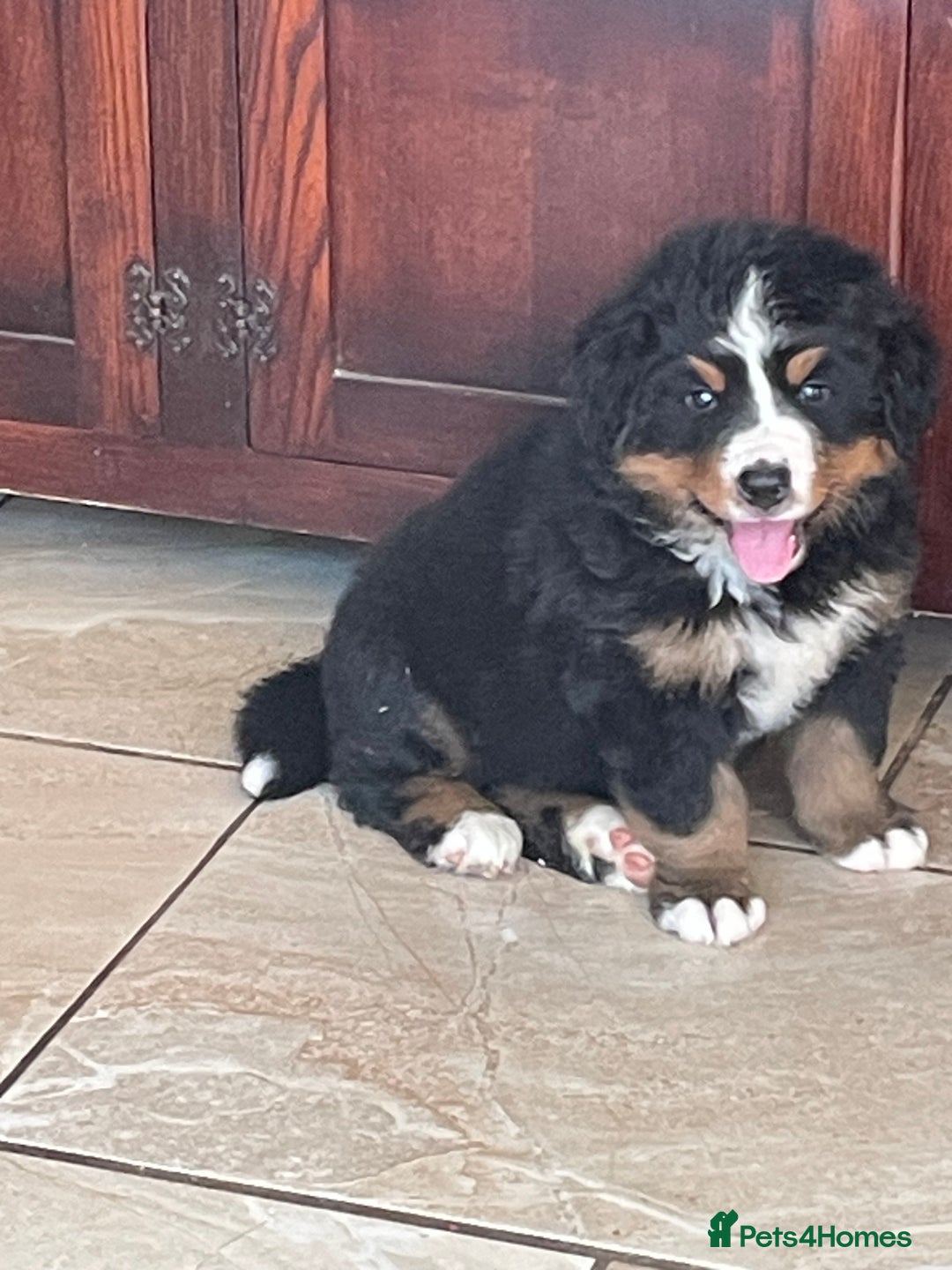 Bernese Mountain Dog dogs for sale: Beutiful girls and boys available  - Image 3