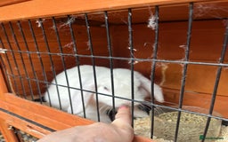 French Lop rabbits for sale: French lop bunny and hutch - Image 12