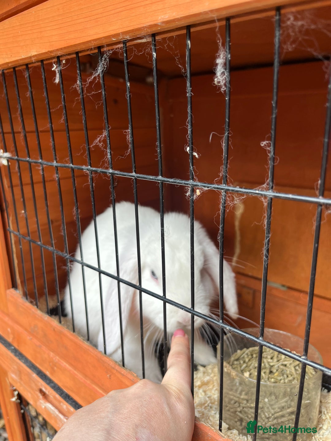 French Lop rabbits for sale: French lop bunny and hutch - Image 12