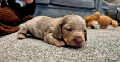 Miniature Dachshund dogs - Advert 10