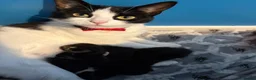 Mixed Breed cats for sale: Cute babies  - Advert 2