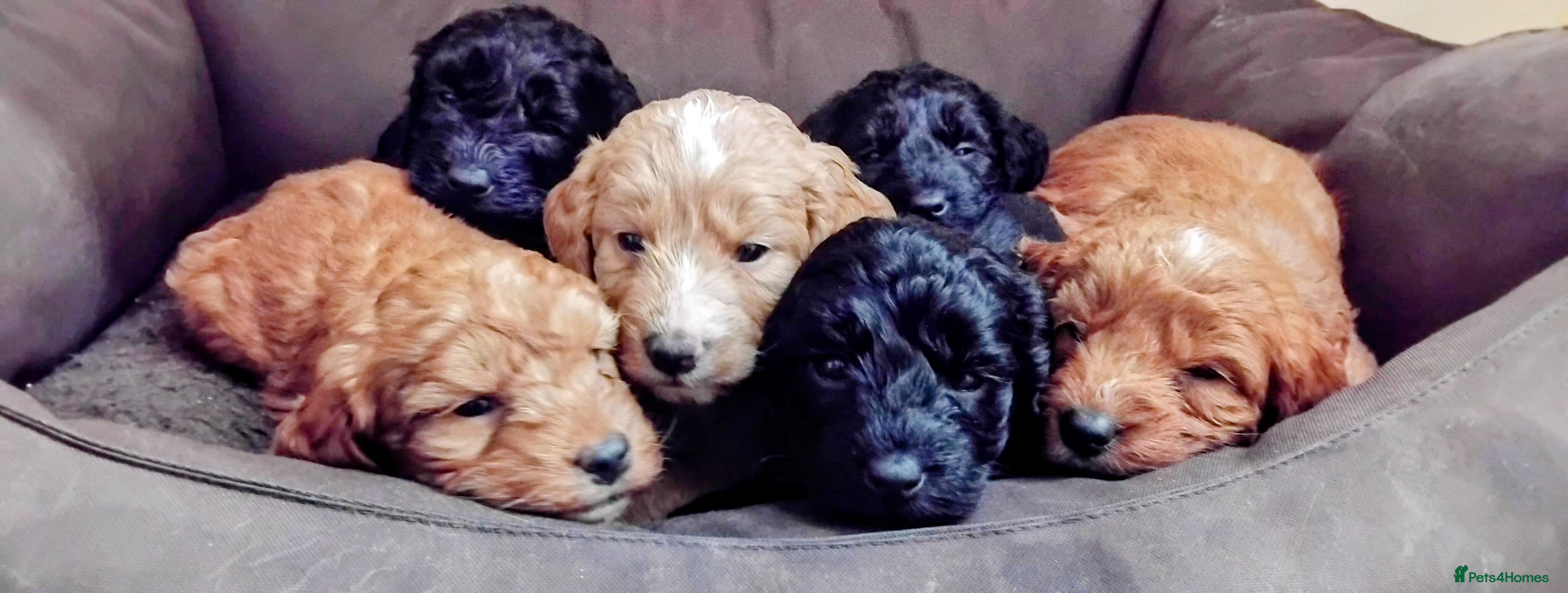Cockapoo dogs F1 small Cockerpoo / Cockapoo puppies. 😍 - Advert 11