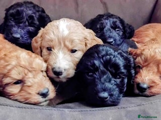 Cockapoo dogs F1 small Cockerpoo / Cockapoo puppies. 😍 - Advert 6