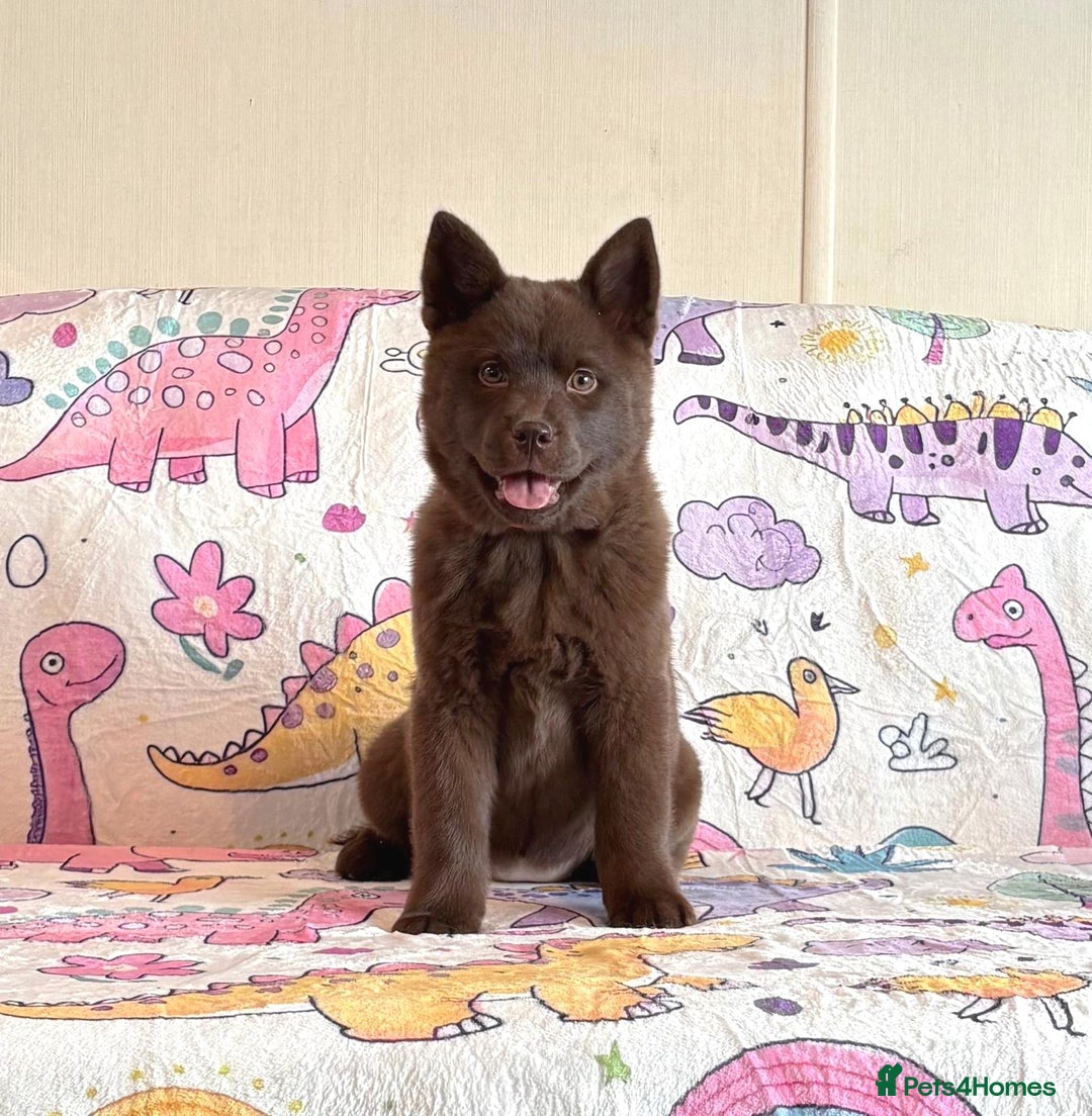 Chow Chow dogs for sale: Exotic colour chowsky puppies for sale  - Image 10