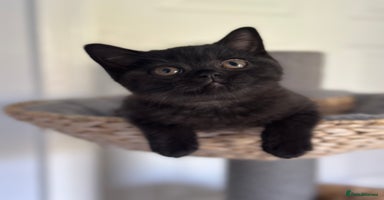 British Shorthair cats - Advert 12