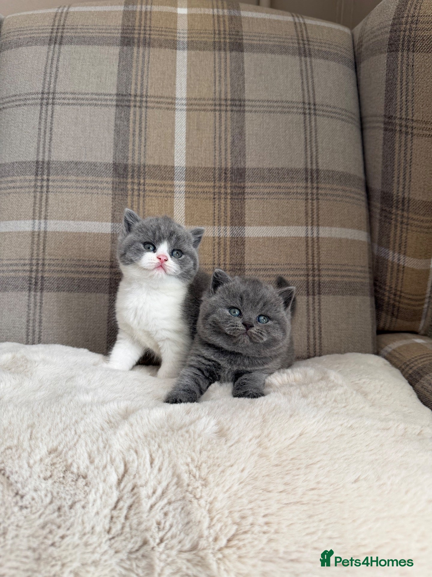 British Shorthair cats Champion GCCF british shorthair kittens  - Advert 1