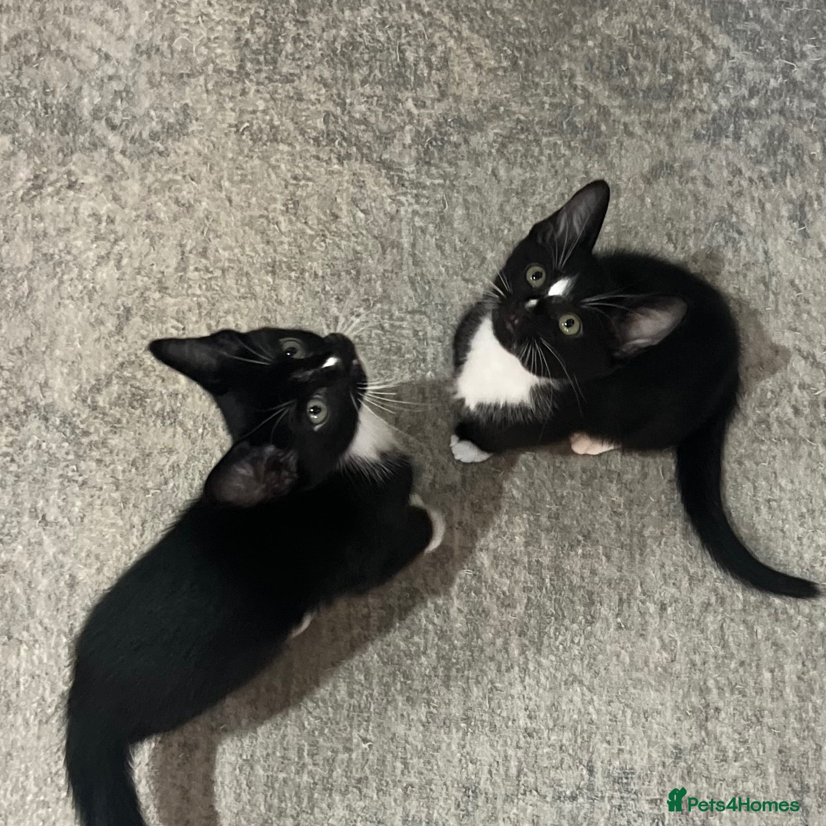 Burmese cats Ready Now! Burmese X Kittens - Only 2 left - Advert 2