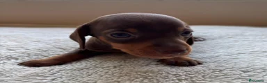 Dachshund 7