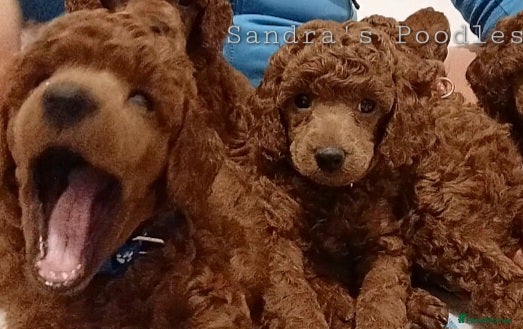 Miniature Poodle dogs ☆Quality KC Red Mini Poodles DNA Health Tested☆ - Advert 2