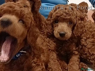 Miniature Poodle dogs ☆Quality KC Red Mini Poodles DNA Health Tested☆ - Advert 2