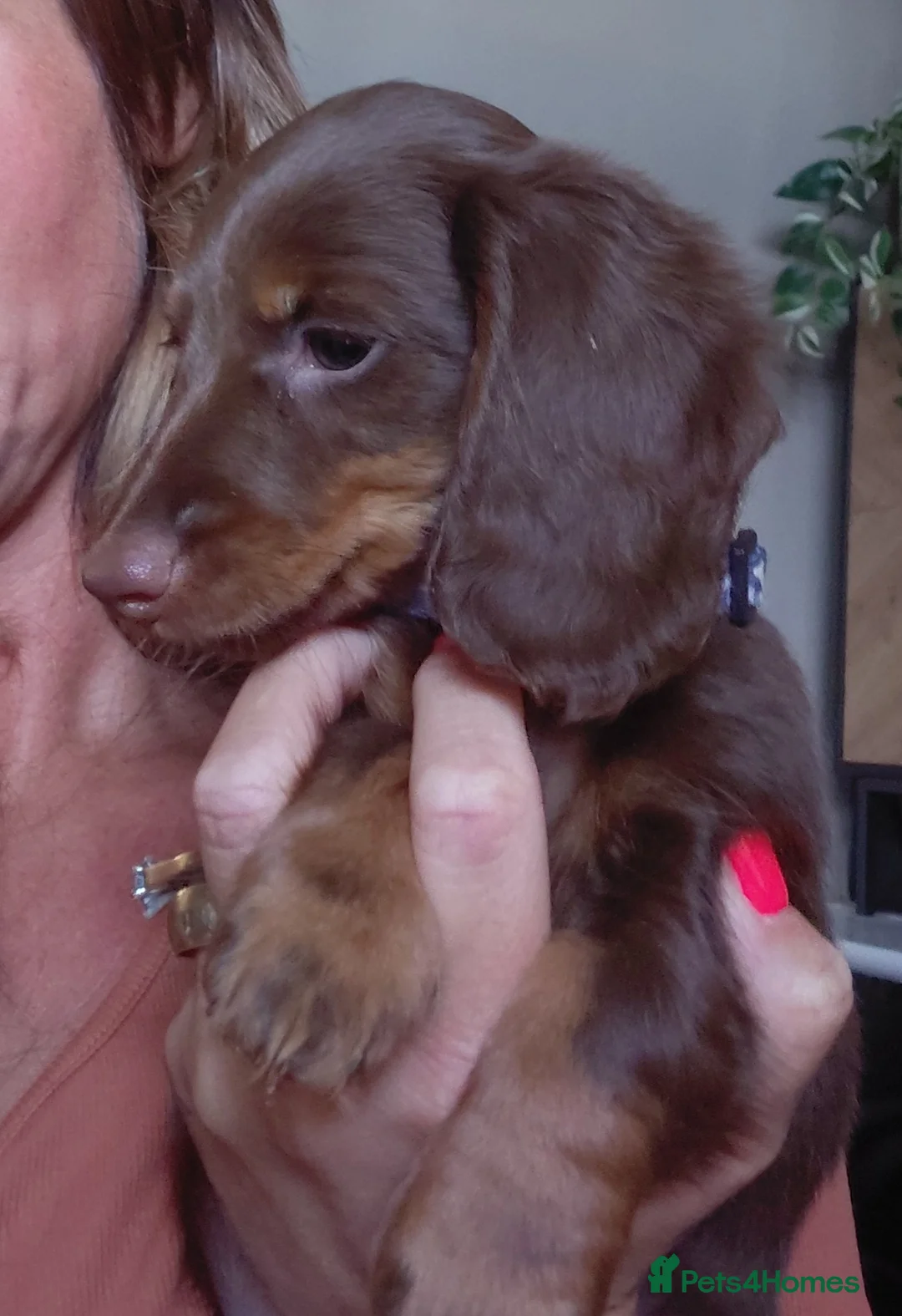 Dachshund dogs for sale: Miniature dashund puppy's  - Advert 2
