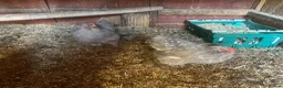 Mixed Breed livestock for sale: Point of lay Pekin hens for sale - read full first - Advert 4