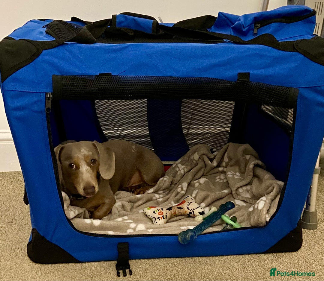 Miniature Dachshund dogs for sale: Miniature Dachsund Smooth Hair - Advert 19