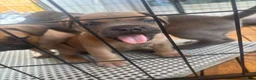 Mixed Breed dogs for sale: XLCane CorsoxBoerboel Pups Ready for Loving Homes - Advert 29