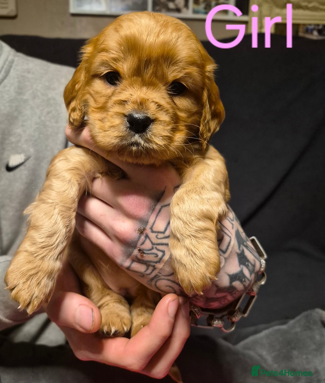 Mixed Breed dogs for sale: Sproker spaniel cross Cavalier King Charles  - Advert 15