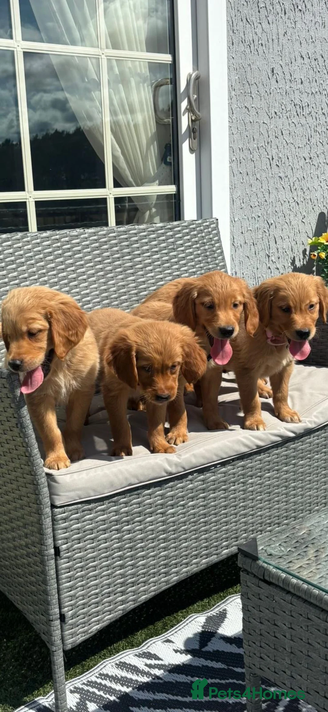 Golden Retriever dogs for sale: Beautiful dark red golden retriever pups - Advert 1