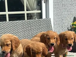 Golden Retriever dogs Beautiful dark red golden retriever pups - Advert 1