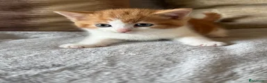Mixed Breed Kitten 1