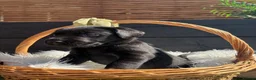 Labrador Retriever dogs for sale: KC Labrador Retrievers - Advert 8