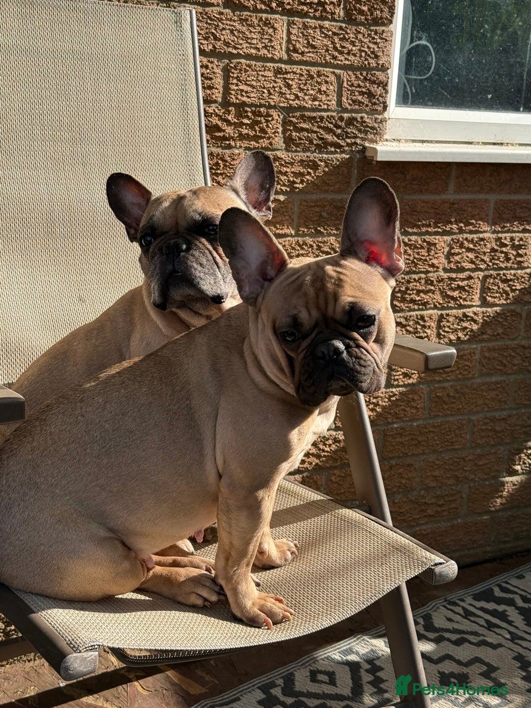 French Bulldog dogs for sale: Pedigree Mum Frenchy Pups-Gorgeous and ready soon! - Advert 3