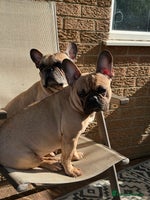 French Bulldog dogs Pedigree Mum Frenchy Pups-Gorgeous and ready soon! - Advert 5