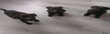 Patterdale Terrier Puppy 5
