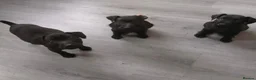 Patterdale Terrier dogs for sale: Pattersdale pups - Advert 9