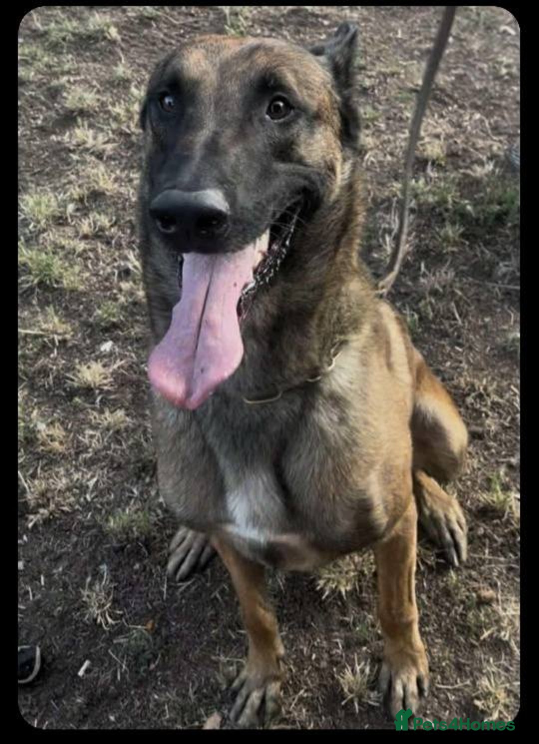 Belgian Shepherd Dog dogs for adoption: Caesar is looking for his forever home! - Image 2