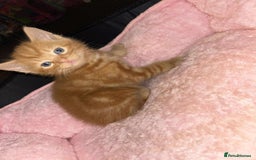 Mixed Breed cats for sale: Mixed BSH/ragdoll  - Image 2