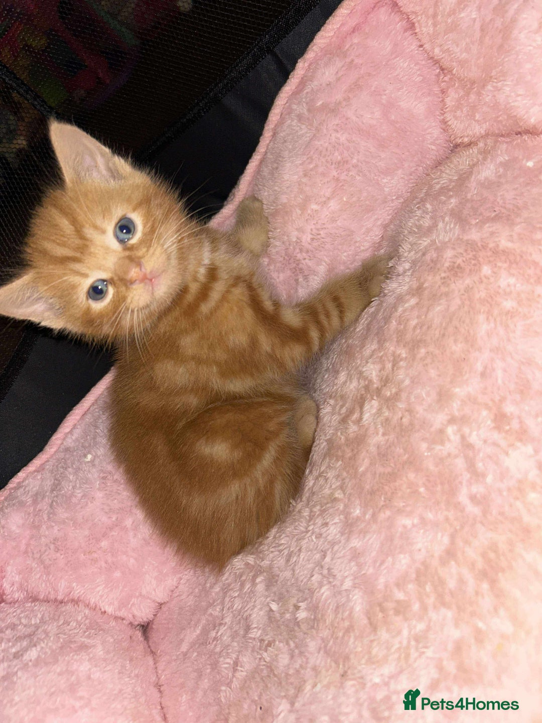 Mixed Breed cats for sale: Mixed BSH/ragdoll  - Image 2