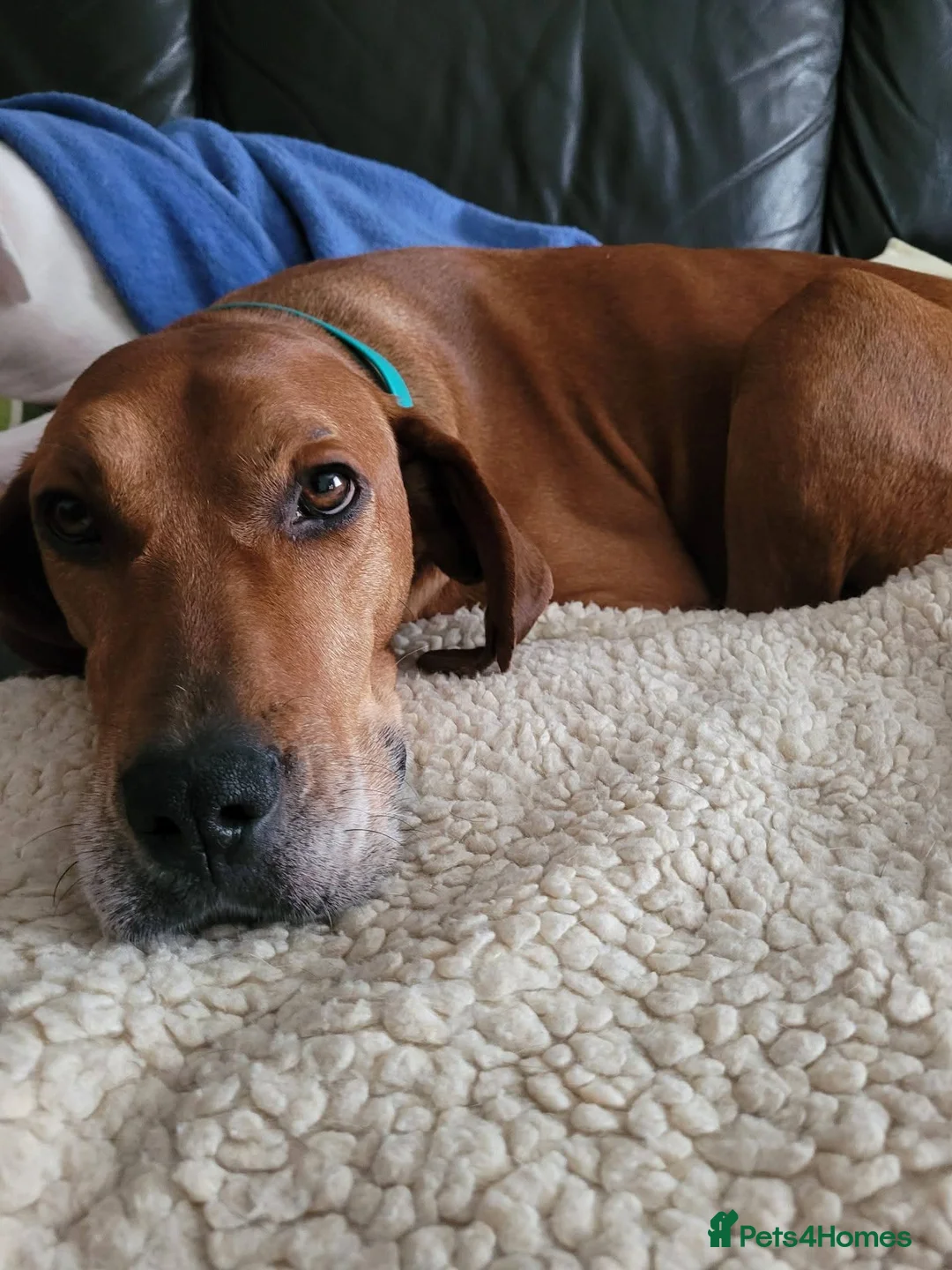 Mixed Breed dogs for adoption: Meet Bala, currently residing in Lanarkshire  - Advert 8