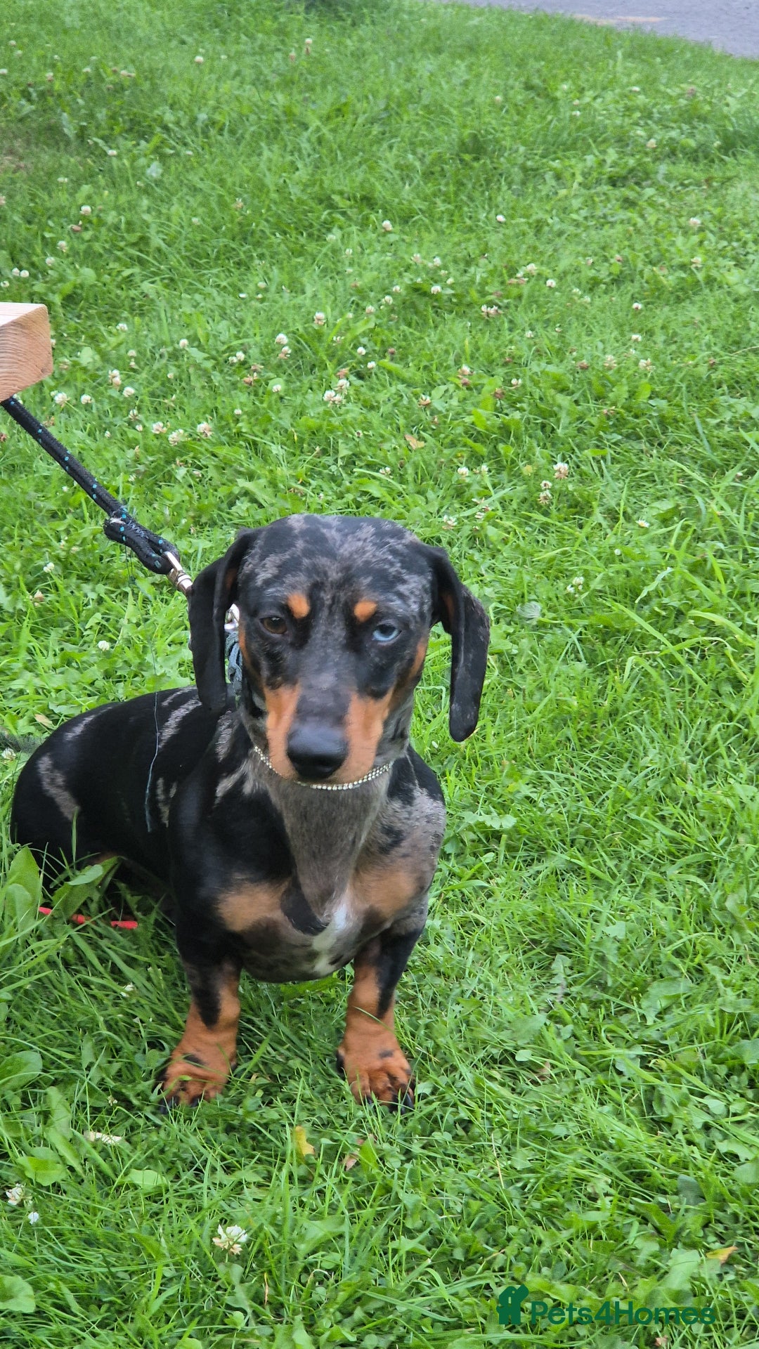 Dachshund dogs for stud: Slinky broomhead - Image 2