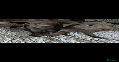 Labrador Retriever dogs - Advert 13