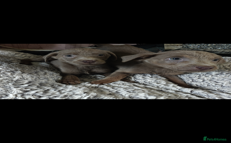 Labrador Retriever dogs - Advert 6