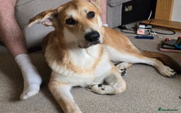 German Shepherd dogs for sale: Rehoming  gorgeous boy due to no fault of his own - Image 3