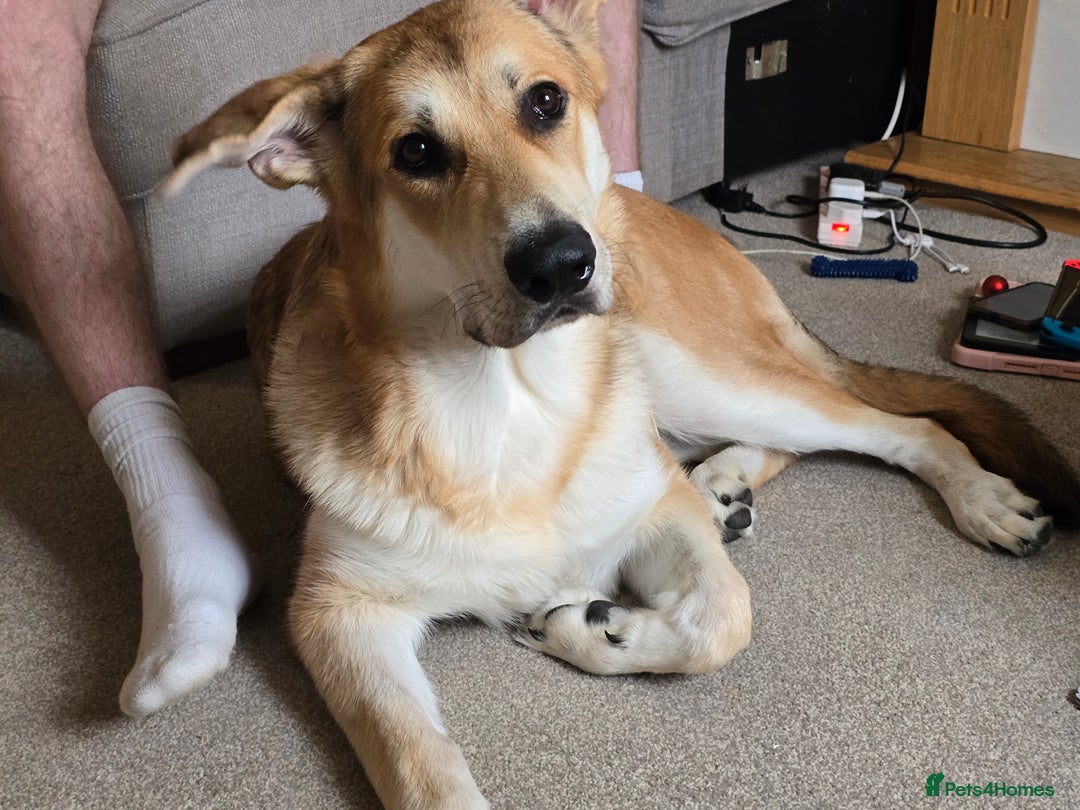 German Shepherd dogs for sale: Rehoming  gorgeous boy due to no fault of his own - Image 3