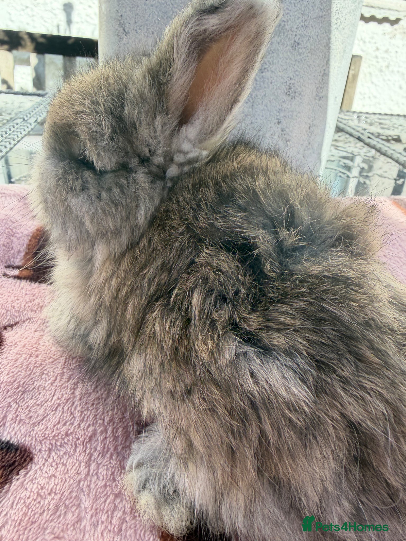 Angora rabbits for sale: Angora buns - Advert 17