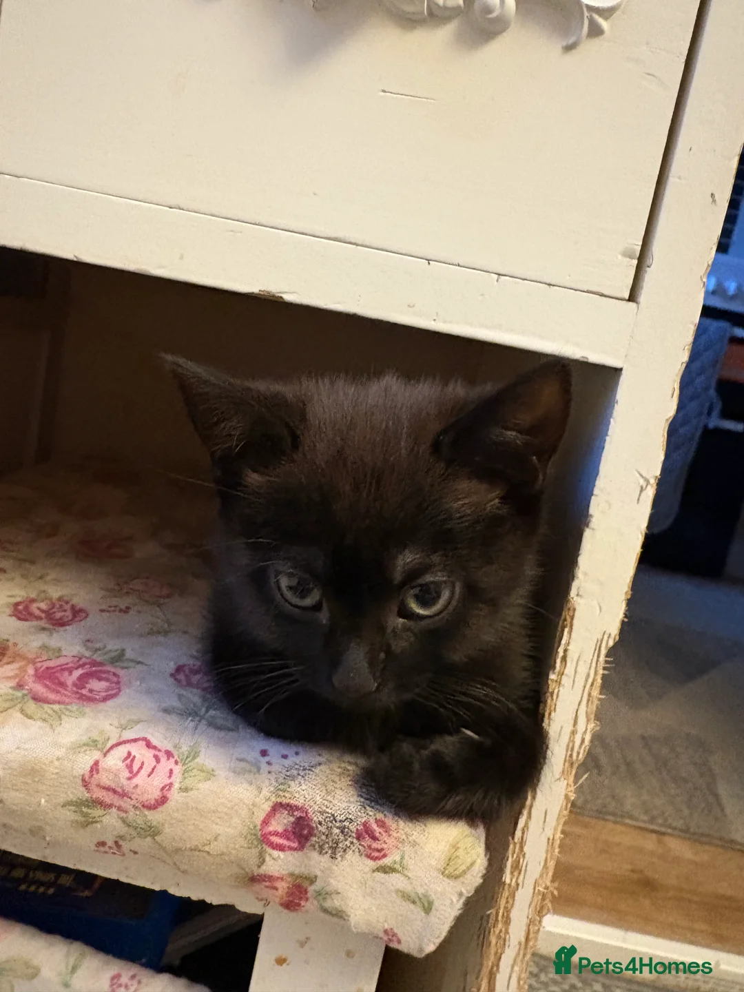 Mixed Breed cats for sale: 4 beautiful kittens ready for new home  - Advert 7