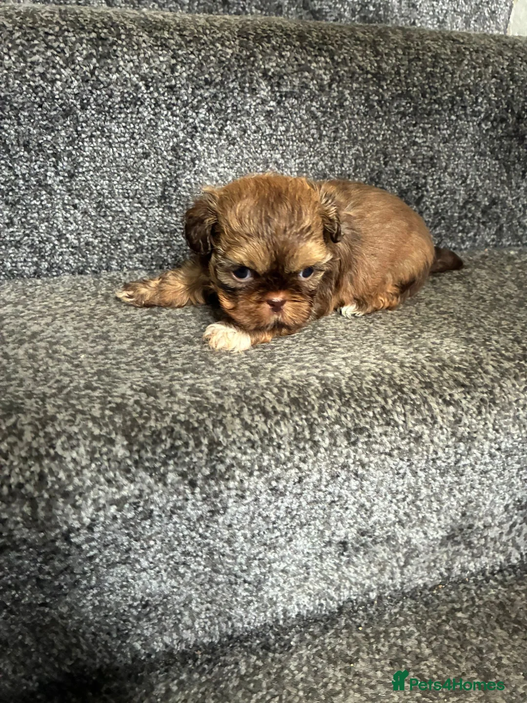 Shih Tzu dogs for sale: Beautiful chocolate dobie imperial shih tzus - Advert 2