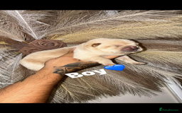 Chow Chow dogs for sale: Chow chow Puppies  - Image 3