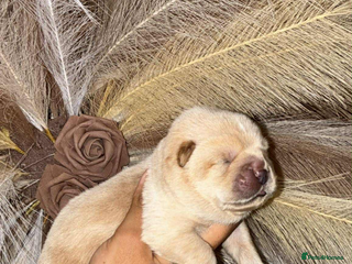 Chow Chow dogs Chow chow Puppies - Advert 18