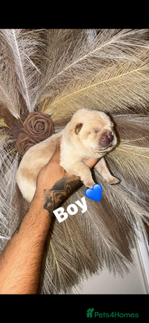 Chow Chow dogs Chow chow Puppies - Advert 2