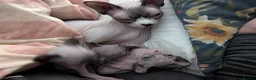 Sphynx cats for sale: Sphynx kittens  - Advert 11